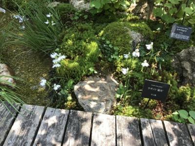 足摺岬から高知・牧野植物園へ(その3)
