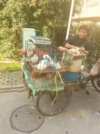 上海　 鳥 シバキ　 屋台自転車 オヤジ の　真実      2017