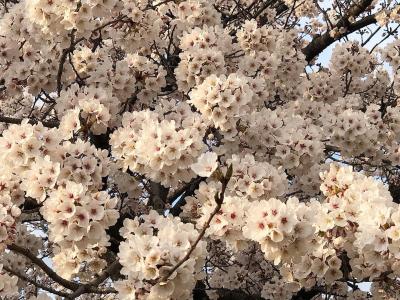 Stay Home　ながの　散歩しながらお花見