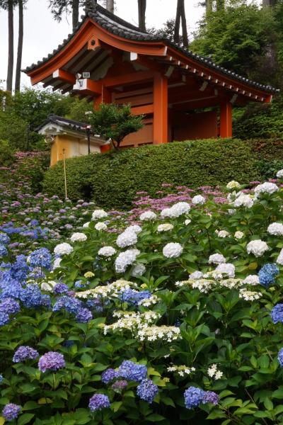 20200615-1 宇治 雨上がりの三室戸寺、あじさい園