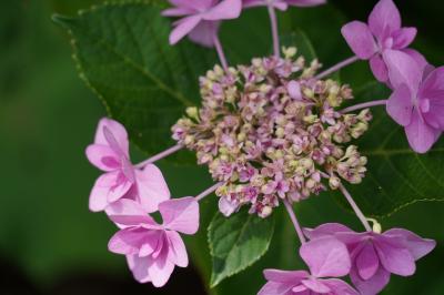 20200615-3 宇治 恵心院でも紫陽花見物を