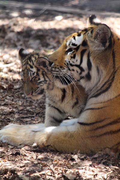子虎のために旭山動物園再訪