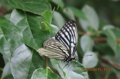 森のさんぽ道で見られた蝶(36)アカボシゴマダラ、アカシジミ、ウラナミアカシジミ、ツバメシジミ他