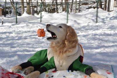 Ｇレトリバーと行く、高山わんぱら雪遊び！2日目（2018年1月）