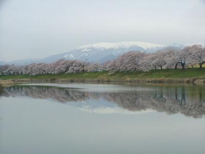 白石川堤一目千本桜と船岡城址公園の桜