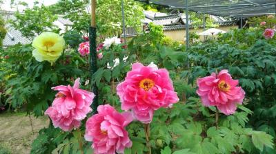 関西花の寺巡り　奈良県南部、播磨、滋賀方面に