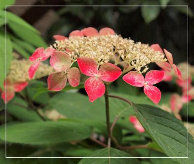 自宅で鑑賞「赤い山紫陽花」ほかアジサイいろいろ・・・♪	