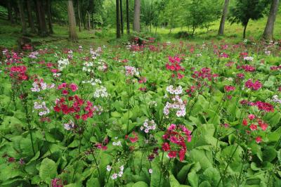 久しぶりに県境跨いで♪　飛騨金谷の川霧、宇津江四十八滝山野草園花の森＆飛水峡岩ツツジ♪