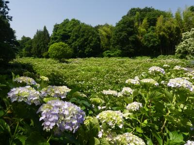 「荻窪公園」あじさいの丘のアジサイ_2020_６月10日：見頃始まってました（前橋市荻窪町）