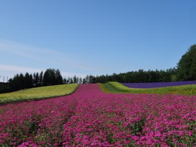 2020年6月、7月　中富良野　ラベンダー他