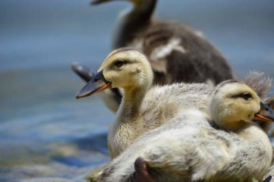 舎人公園・・・カモの子育て編