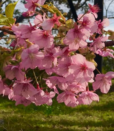 2020年　春休み親子旅は湯河原と箱根の温泉へ☆小田原城登城後に東京へ。そして、帰宅。今年はライラックにも異変が？！