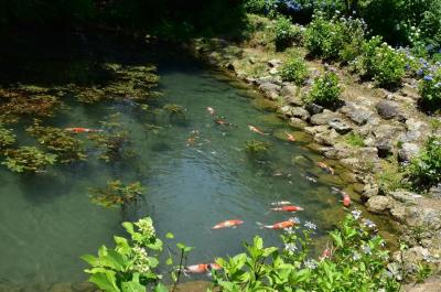  東海一の“山あじさいの寺”三光寺へ