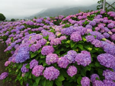 6月の箱根