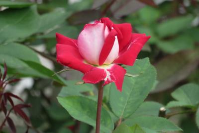 2020初夏、東山植物園のバラ(6/9)：桜貝、プリンセス・アイコ、ハイネス雅、ラブ