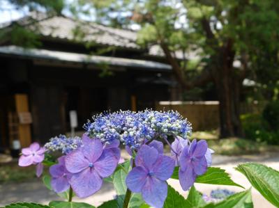 紫陽花咲く戸定邸・戸定歴史館☆ルウァンタイ 松戸店☆2020/06/17