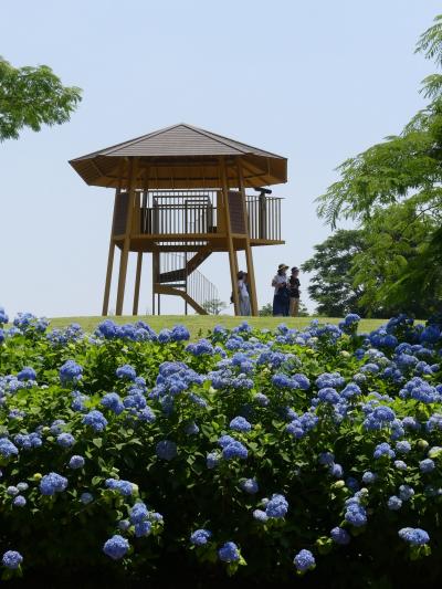 「荻窪公園」見晴らし台の丘のアジサイ_2020_綺麗に咲きそろって、見頃です（前橋市荻窪町）