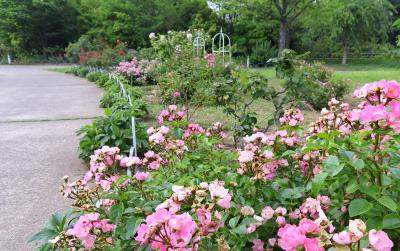 Japan　病院の待ち時間に芝公園へ 2　　　　～ミツバチばあやの冒険～