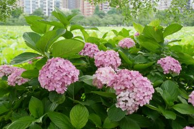 梅雨の一日、メトロ南北線沿線あたり紫陽花巡り備忘録