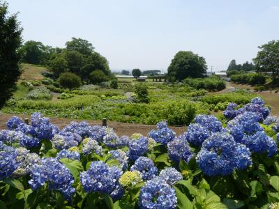 「荻窪公園」だんだん原っぱのアジサイ_2020_咲き進んで、見頃終盤です（前橋市荻窪町）