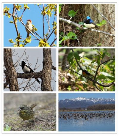 思ひ出つづり⑥　徒然に野鳥たち。in北海道♪