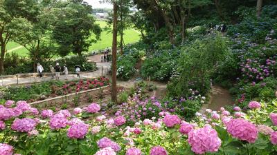 自粛あけ初の外食（四季亭・鹿島）とあじさい寺（二本松寺・潮来）