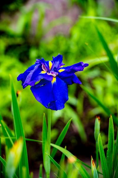 法花寺のハナショウブとアジサイ