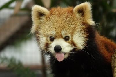 王子動物園＆神戸どうぶつ王国　再開後初めて王子とこべどへ、レサパンはもちろんですが・・・本当のお目当ては旦旦ちゃんと砂漠の天使！？