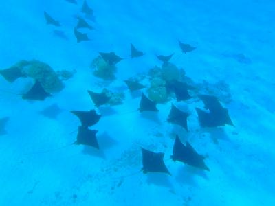 「陸・空・海」全て楽しむ！2回目のタヒチ・ボラボラ島の旅 2