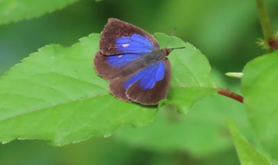 森のさんぽ道で見られた蝶(39)ムラサキシジミ、ツバメシジミ、キチョウ、ミヤマセセリチョウ他