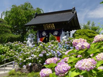 「松源寺」のアジサイ_2020_満開、見頃終盤です（群馬県・みどり市）