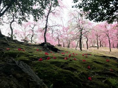 【3日目】こだわり姉妹旅　～嵐山・伏見で梅を愛でる～
