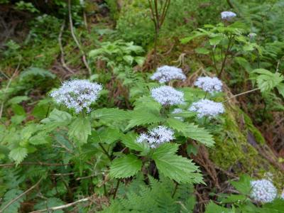 コアジサイ（小紫陽花）群生 ！ 東吉野村  　