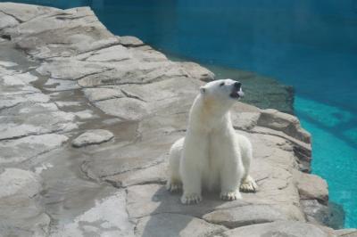 久しぶりの定点観測～王子動物園・純喫茶編～