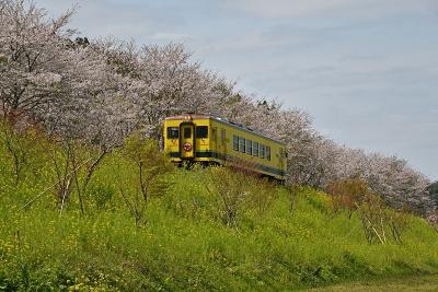 いすみ鉄道沿線の桜と菜の花