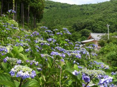 「吉祥寺」のアジサイ_2020_見頃終盤、花が減った印象です（栃木県・足利市）