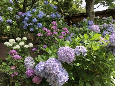 2020年《令和2年》梅雨の晴れ間「あじさい寺」をゆっくり花めぐり