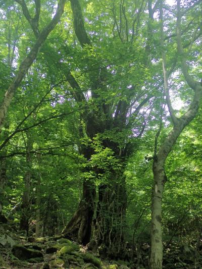 ちょっと歩けるか心配だけど那岐山へ