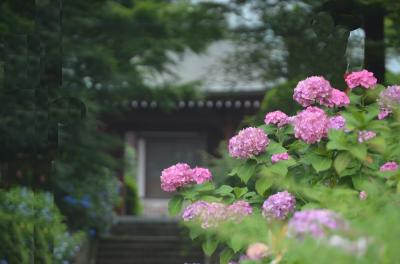 紫陽花の咲く泉谷寺参道