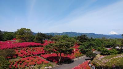 小室山公園のツツジ