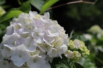 南沢あじさい山は、梅雨空に咲くアジサイの花が素晴らしい。