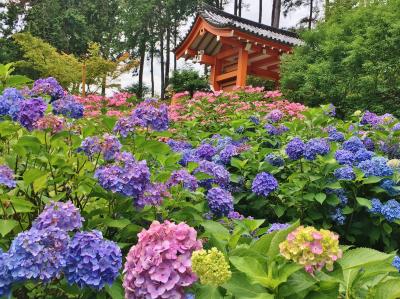 満開のあじさい園&新緑の東福寺へ初夏の京都を満喫♪