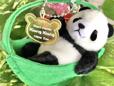 上野動物園再開!3歳のシャンシャンに会いに☆