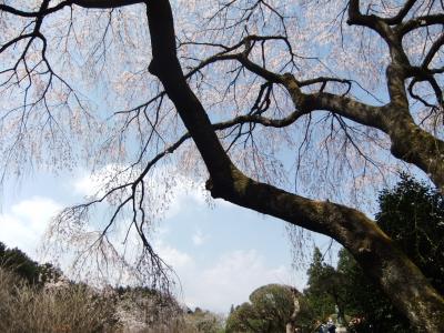 御殿場の秩父宮記念公園のしだれ桜と黄金崎