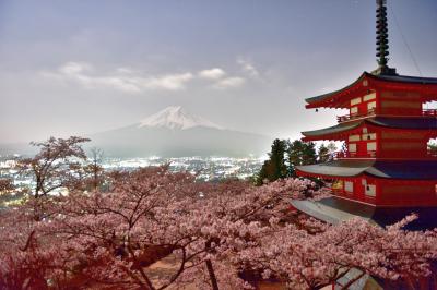 平成最後の桜巡り