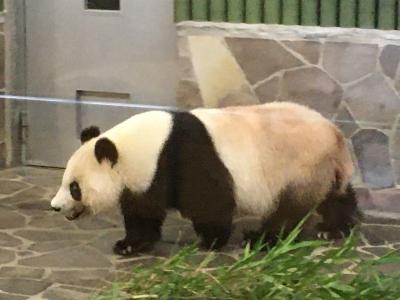 2020パンダ鑑賞記録☆再見！タンタンちゃん☆王子動物園