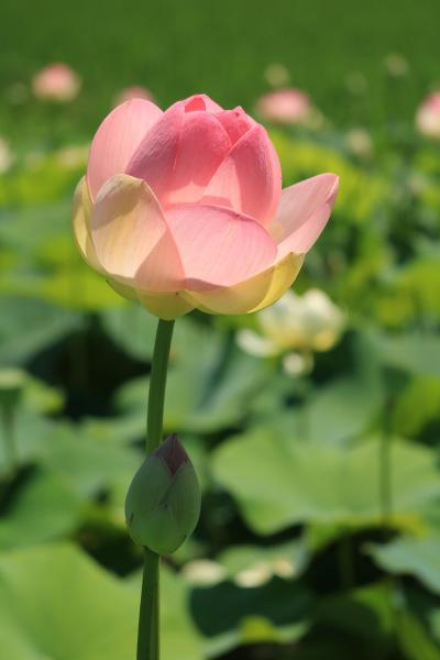 ショートトリップ花巡り♪　これでこの風景は見納めかもしれないの噂で行ってきました竹村の蓮の花♪