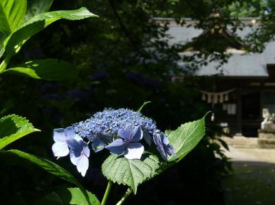 「長柄神社」のアジサイ_2020_参道の両側だけですが、満開です（群馬県・邑楽町）