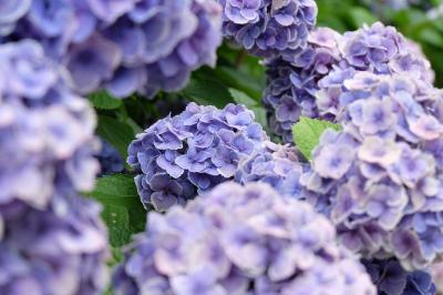 諦めていた紫陽花を花の寺で楽しむ♪　～加古川　円照寺～