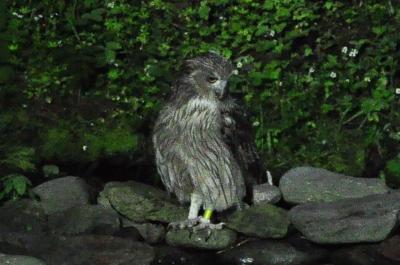 5・7歳児連れ、初夏の知床で野生動物との遭遇：出発～羅臼編